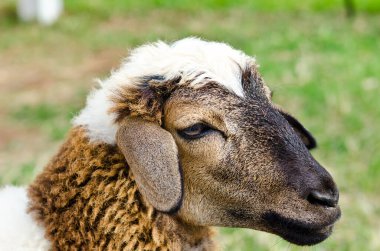 kafa kahverengi koyun, Tayland.