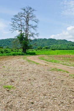 Dağlı ve mavi gökyüzü olan ağaç, Tayland.