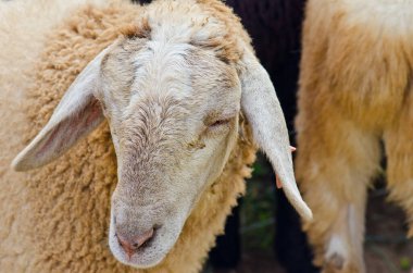 kafa kahverengi koyun, Tayland.