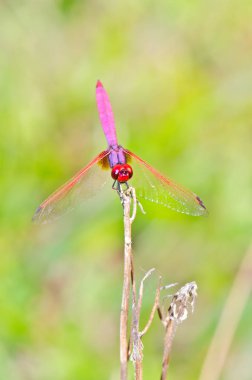 Doğal arka planda yakın plan yusufçuk, Tayland.