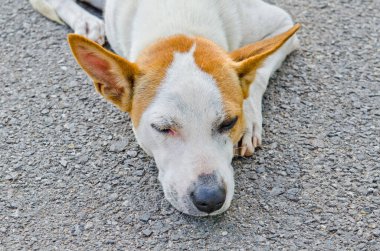 Tayland 'da parktaki köpeğin başı..