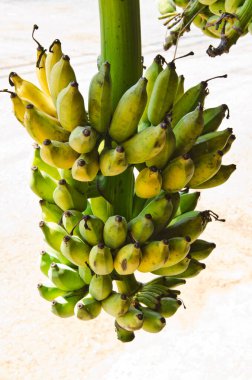 Pazarda muz, Tayland.