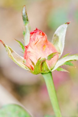 Close up of pink rose, Thailand.