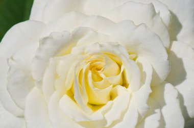 Beyaz gül, Tayland 'a yakın..