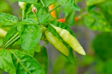 Bitkinin üzerinde yeşil biber, Tayland.
