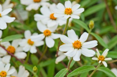 Bahçedeki beyaz çiçeğe yaklaş, Tayland.