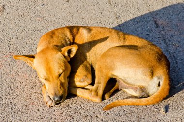 Tayland 'da yoldaki bir köpeğin portresi..