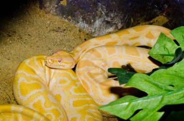 Tayland 'daki Golden Thai Python Yılanı' na yakın..