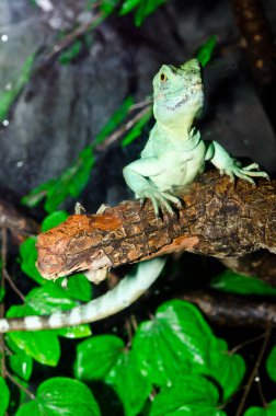 Yeşil Basilisk, Tayland 'a yakın..