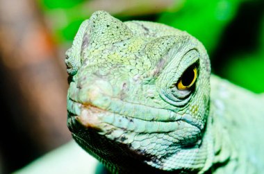 Yeşil Basilisk, Tayland 'a yakın..