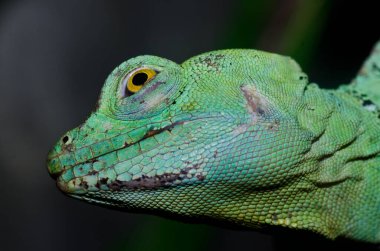 Yeşil Basilisk 'in baş görüntüsü, Tayland.