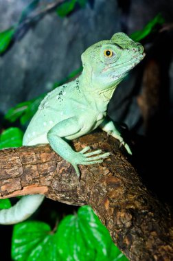 Yeşil Basilisk, Tayland 'a yakın..
