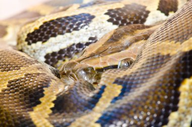 Birmanya Python veya Python molurus bivittatus, Tayland 'a yakın.
