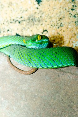 Big-eyes Pitviper ya da Cryptelytrops, Tayland 'a yakın..