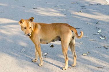 bahçede, Tayland Tayland köpek.