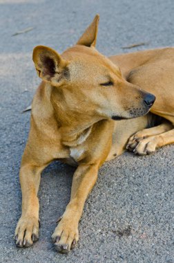 bahçede, Tayland Tayland köpek.