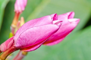 Tayland 'daki Pembe Plumeria çiçeğinin yakın çekimi..