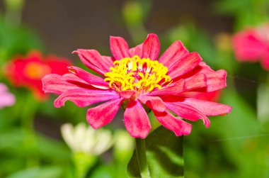 Tayland 'daki pembe zinnia çiçeğini kapat..