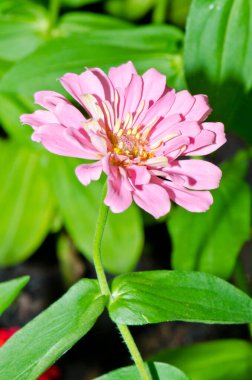 Tayland 'daki pembe zinnia çiçeğini kapat..