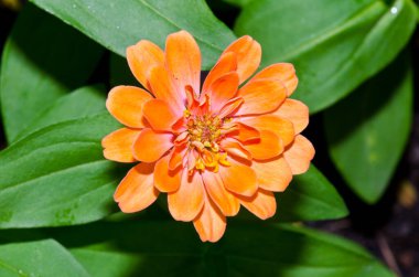 Tayland 'da, turuncu zinya çiçeğine yakın..