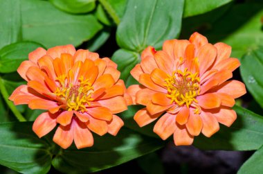 Tayland 'da, turuncu zinya çiçeğine yakın..