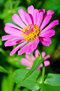 Tayland 'daki pembe zinnia çiçeğini kapat..