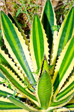 Bir yaprak Agave korkunç bitki, Tayland.