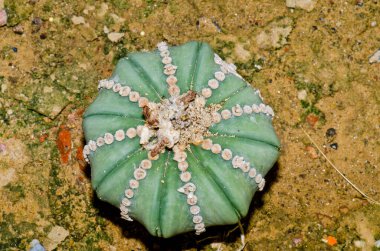 Tayland 'daki yeşil kaktüse yakın..