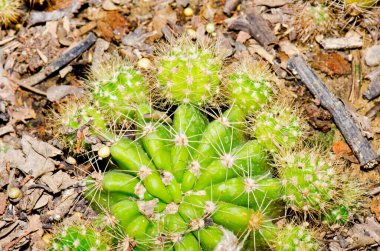 Echinopsis Oxygona Kaktüsü, Tayland.