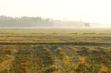 Sabah ışığında pirinç tarlası, Tayland.