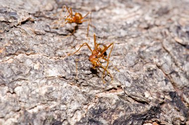 Ağaçta kırmızı karınca, Tayland.