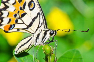 Beautiful butterfly on flower in public park, Thailand.
