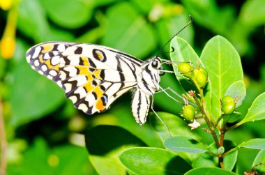 Beautiful butterfly on flower in public park, Thailand.