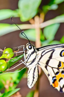 Beautiful butterfly on flower in public park, Thailand.