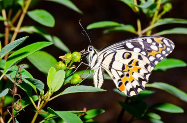 Beautiful butterfly on flower in public park, Thailand.