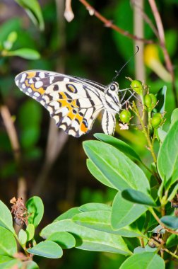 Beautiful butterfly on flower in public park, Thailand.