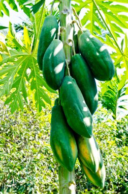 Taze papaya ağaçta, Tayland.