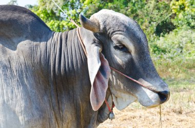 Tayland 'da yeşil tarlada inek portresi.