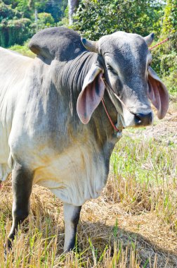 Tayland 'da yeşil tarlada inek portresi.