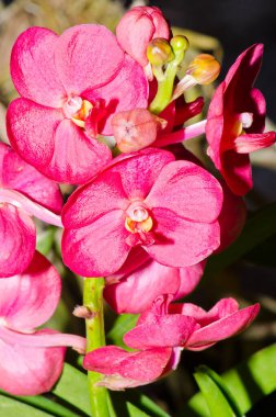 Ascocenda Melez Orkide Çiçeği, Tayland.