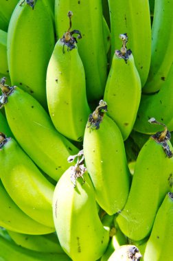 Fhia 3 muz ağaçta, Tayland.