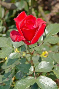 Tayland 'daki kırmızı gülü kapat..