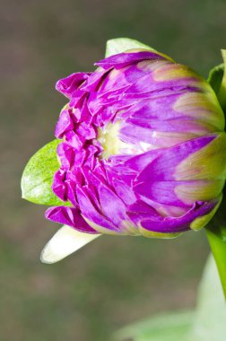 Genç Dahlia çiçeğine yakın çekim, Tayland.
