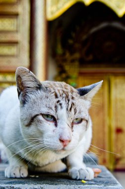 Tayland Tayland beyaz kedi portresi.