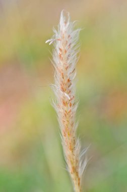 Doğadaki çimen çiçeği, Tayland.