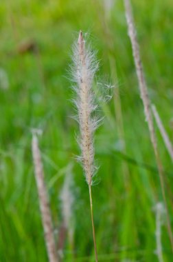 Doğadaki çimen çiçeği, Tayland.