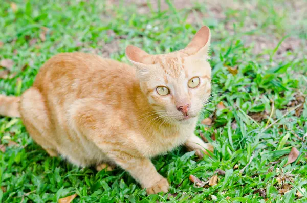 Tay kedisi nin portresi, Tayland.