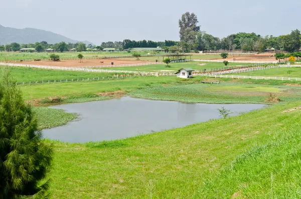 Tayland 'da süt ineği çiftliği manzarası.