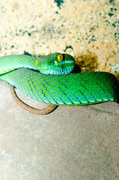 Big-eyes Pitviper ya da Cryptelytrops, Tayland 'a yakın..
