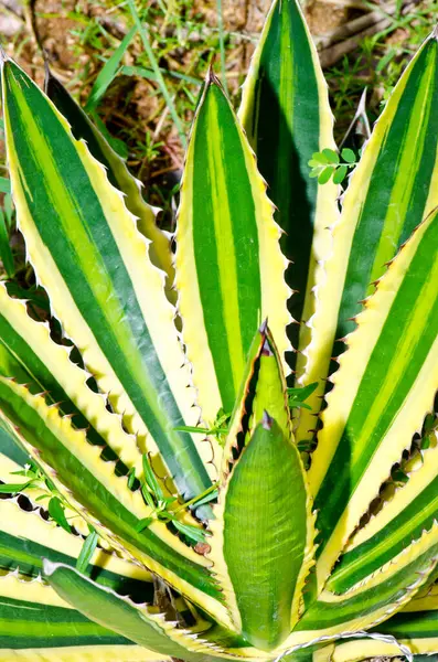 Bir yaprak Agave korkunç bitki, Tayland.